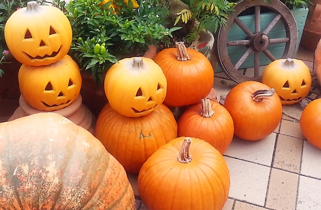 ハロウィンのかぼちゃは種類が豊富!品種と売ってる場所,日持ちを紹介 |