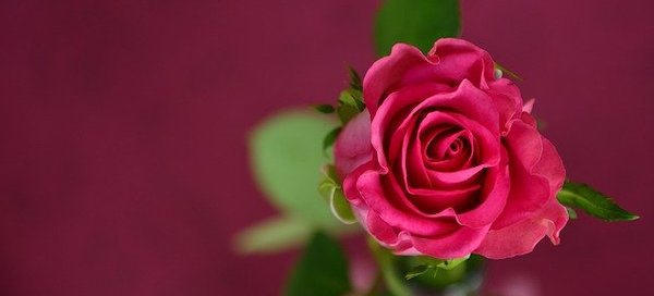 花言葉　幸せ　ピンクのバラ