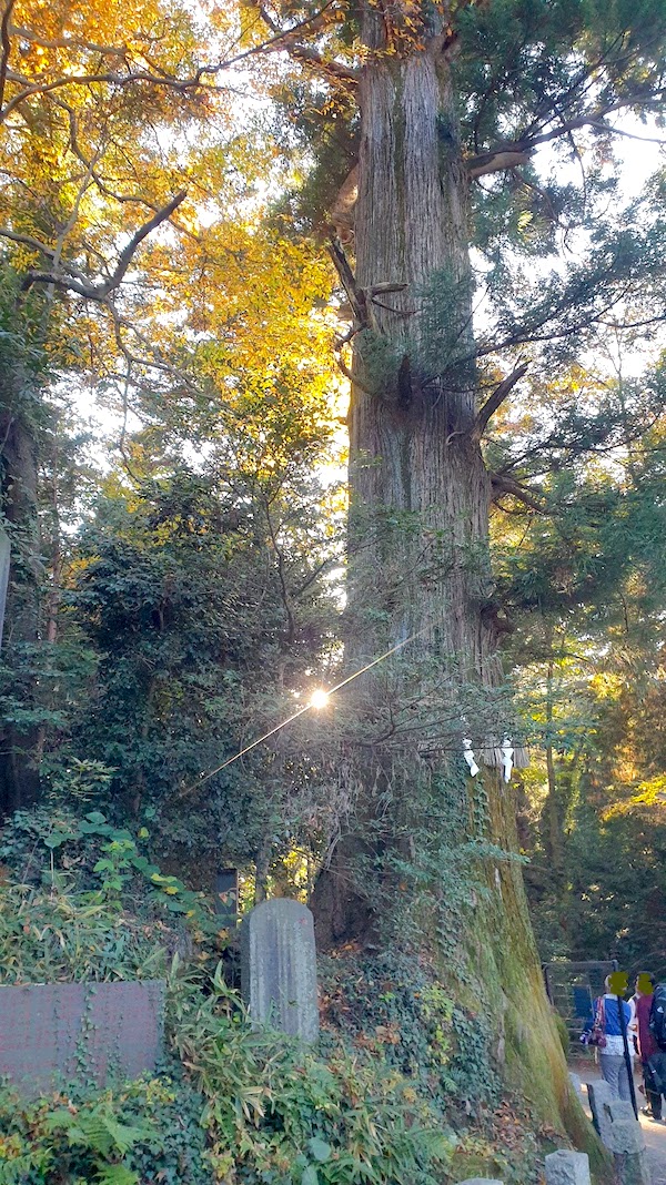 高尾山　たこ杉